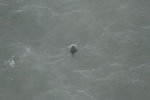 Missing Picture